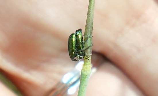 Piccoli curculionidae: Baris cuprirostris